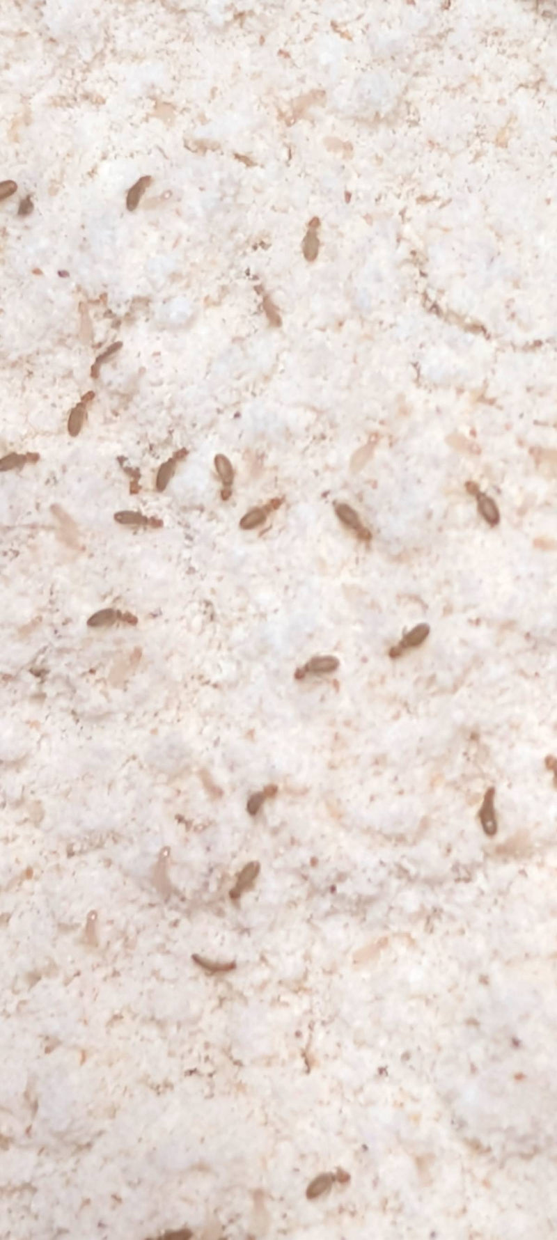 pidocchio della polvere — Bild 3