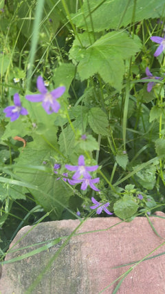 Campanula diffusa