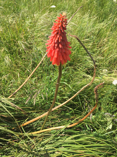 Giglio della torcia — Bild 3