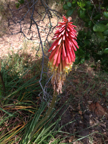 Giglio della torcia — Bild 4