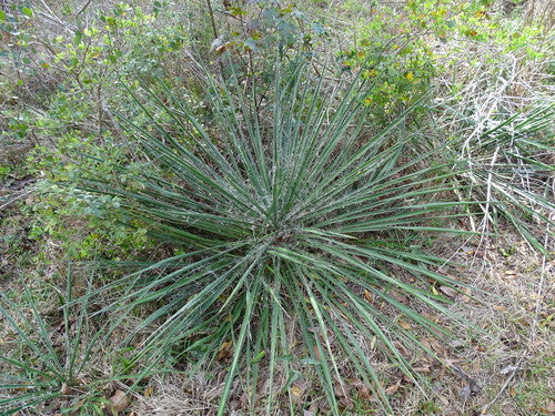 Giglio di palma filante — Bild 2