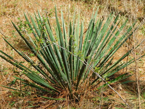 Giglio di palma filante — Bild 5