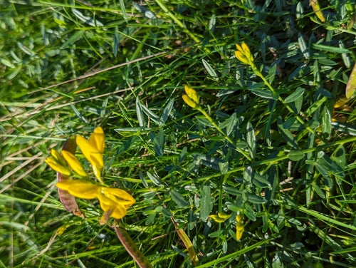 La scopa del tintore — foto 2 di 8