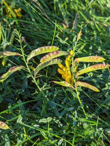 La scopa del tintore — foto 1 di 8