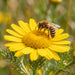 Blüte von Färber-Hundskamille (Anthemis tinctoria) in Nahaufnahme (KI-generiert)