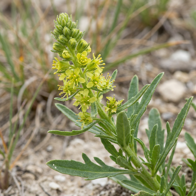 Mignonette da tintore