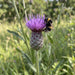 Blüte von Färber-Scharte (Serratula tinctoria) in Nahaufnahme (KI-generiert)