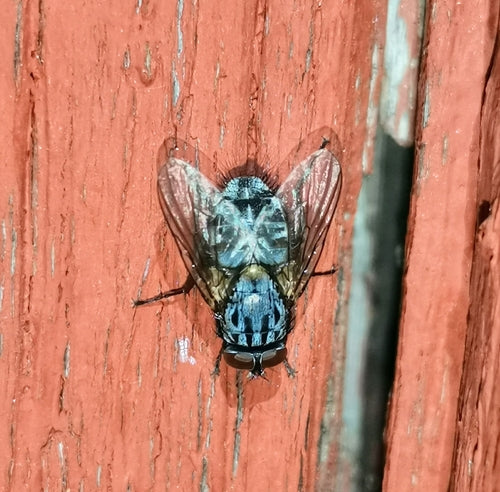 Mosca falsa stabile — foto 4 di 20