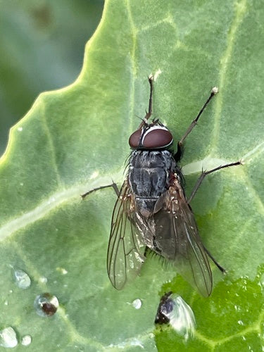Mosca falsa stabile — foto 5 di 20