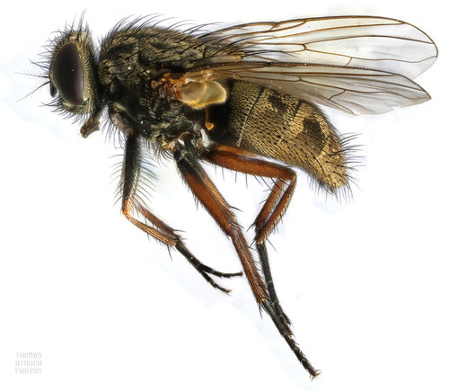 Mosca falsa stabile — Bild 3