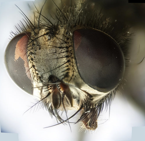 Mosca falsa stabile — Bild 2