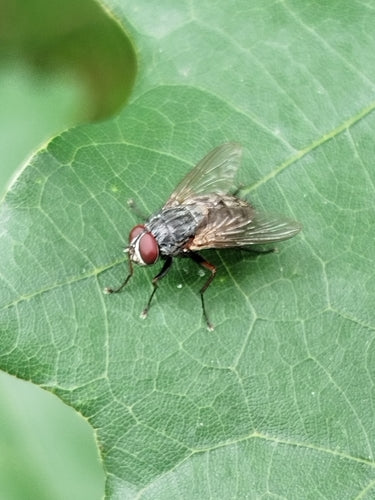 Mosca falsa stabile — foto 3 di 20