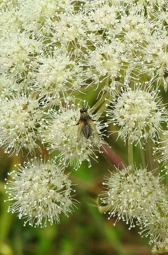 Mosca falsa stabile — Bild 1
