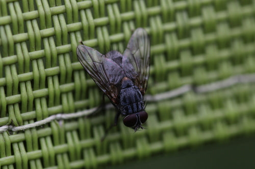 Mosca falsa stabile — Bild 5