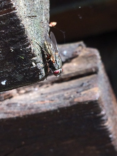 Mosca falsa stabile — Bild 4