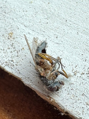 Mosca falsa stabile — foto 1 di 20