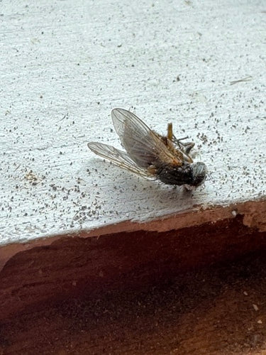 Mosca falsa stabile — foto 2 di 20