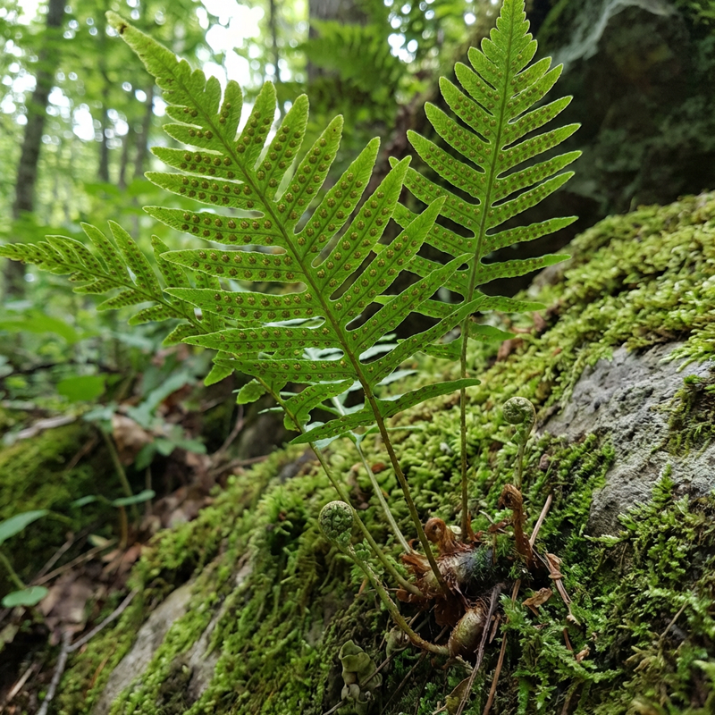 Felci
