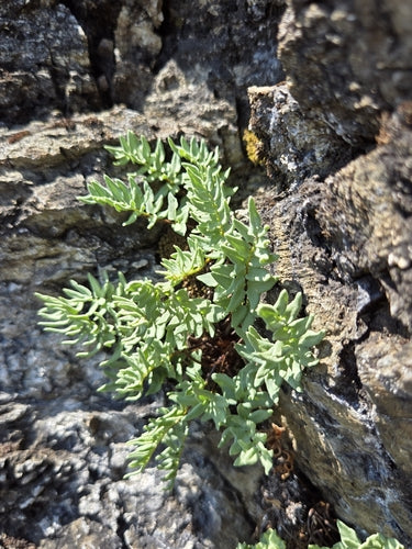 Felci — Bild 5