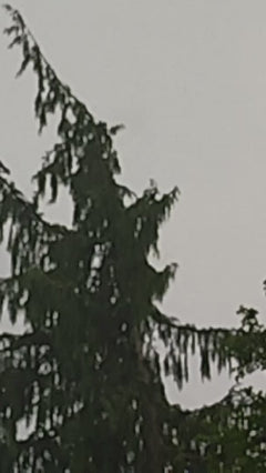 Abete rosso – Münchenstein, Basilea Campagna