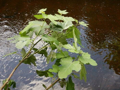 Figg — Bild 4