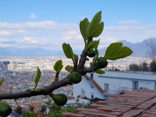 Albero di fico — Bild 4