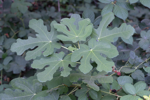 Albero di fico — Bild 5