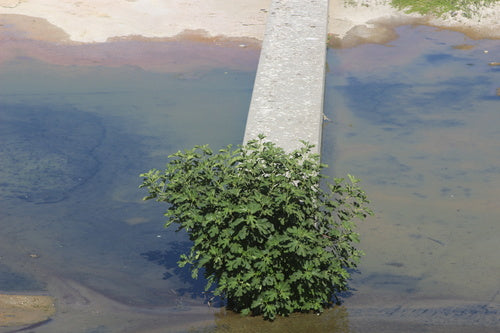 Albero di fico — Bild 3