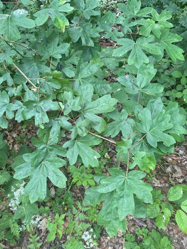Acero campestre — Bild 4