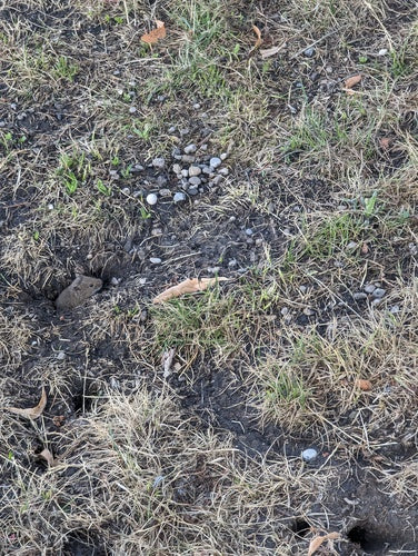 Topo da campo — Bild 3
