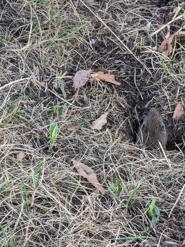 Topo da campo — Bild 4