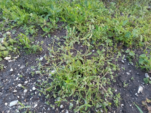 Lattuga d'agnello — Bild 1