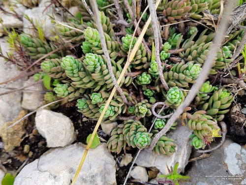 Sedum roccioso — Bild 4
