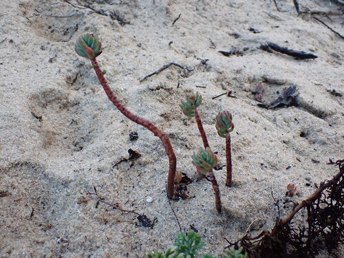 Sedum roccioso — Bild 5