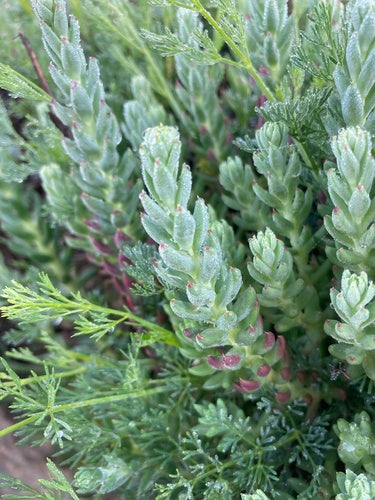 Sedum roccioso — Bild 3