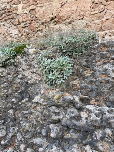 Alisso di roccia — Bild 2