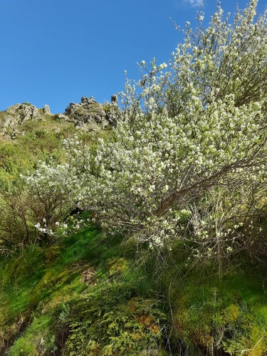 Pera di roccia — Bild 4