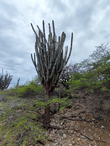 cactus di roccia — Bild 3