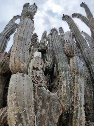 cactus di roccia — Bild 2