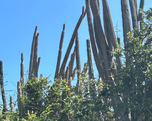 cactus di roccia — Bild 5