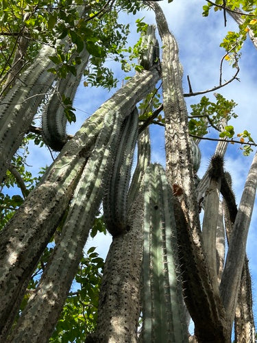 cactus di roccia — Bild 4