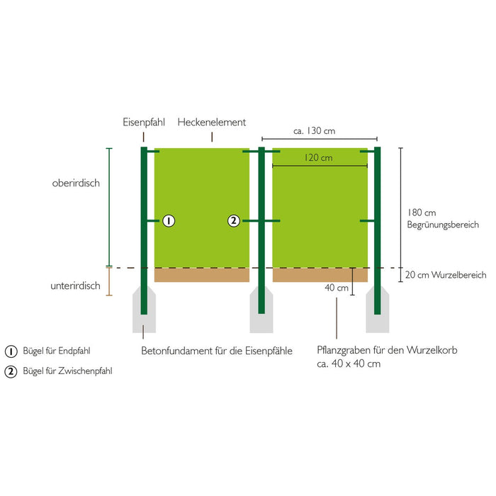 Schema di montaggio: elementi di siepe larghi 120 cm tra pali a circa 1,30 m di distanza, parte radicale di 20 cm in uno scavo di 40 × 40 cm
