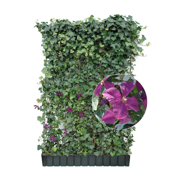 Siepe pronta: edera e clematide – Clematide viola scuro