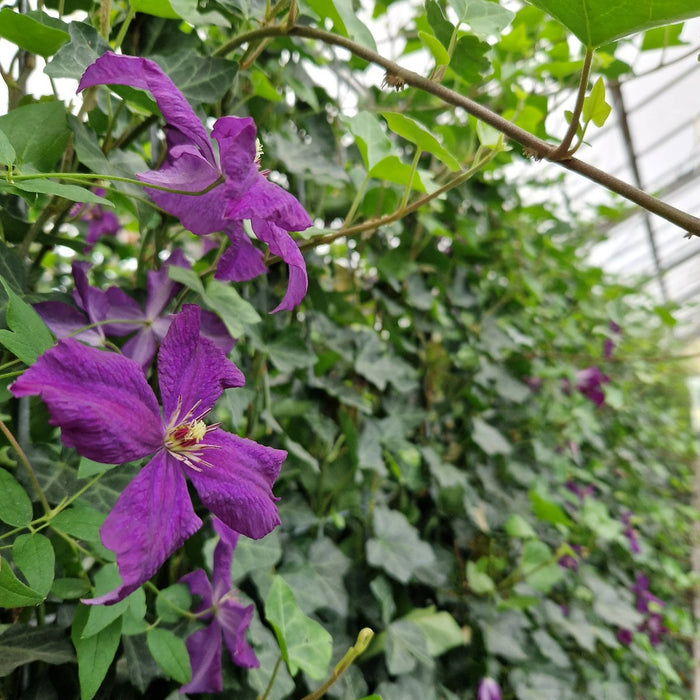 Siepe pronta: edera e clematide – dettaglio e in giardino