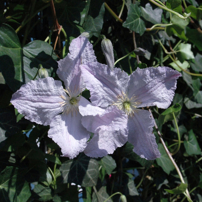 Siepe pronta: edera e clematide – dettaglio e in giardino