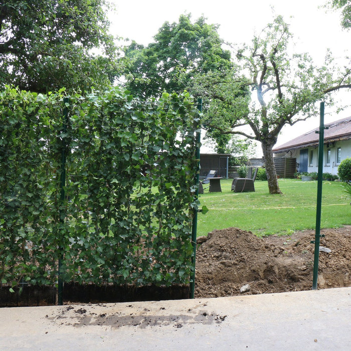 Siepe pronta: edera 'Woerneri' – dettaglio e in giardino