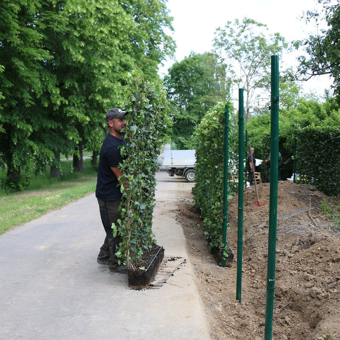 Siepe pronta: edera 'Woerneri' – dettaglio e in giardino