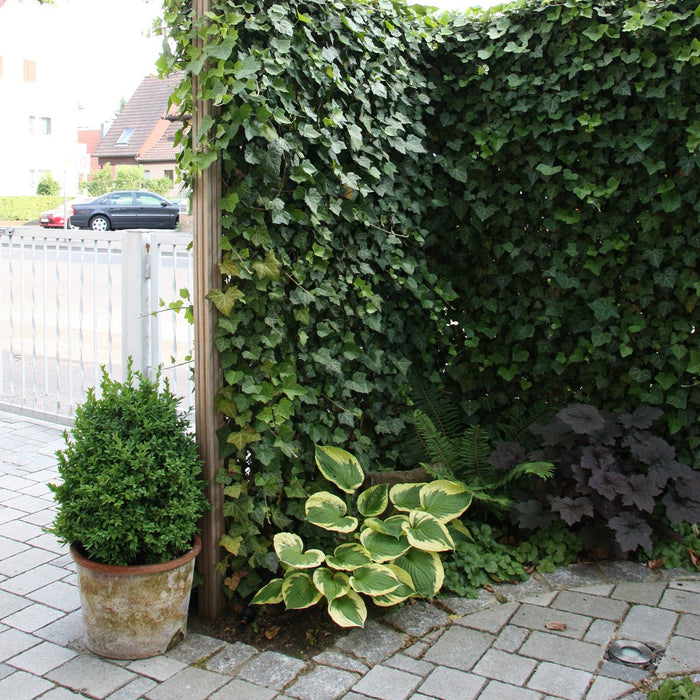 Siepe pronta: edera 'Woerneri' – dettaglio e in giardino