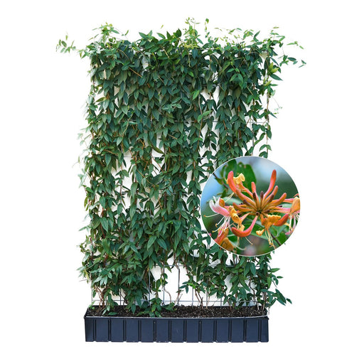 Siepe pronta: caprifoglio sempreverde – Altezza 180 cm
