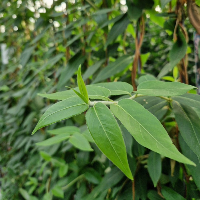 Siepe pronta: caprifoglio sempreverde – dettaglio e in giardino